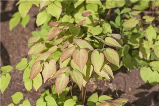 Epimedium - Elfenblume Epimedium - Elfenblume