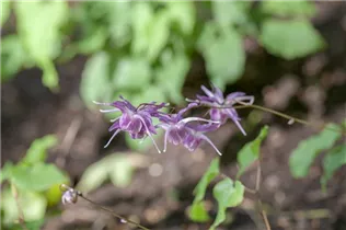 Epimedium - Elfenblume Epimedium - Elfenblume