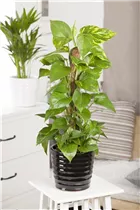 Epipremnum aureum - Goldene Efeutute