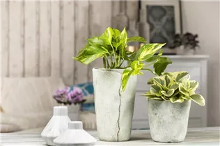 Epipremnum aureum - Goldene Efeutute