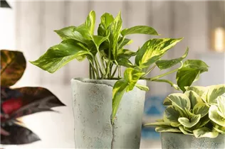 Epipremnum aureum - Goldene Efeutute