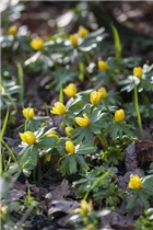 Eranthis hyemalis - Winterling