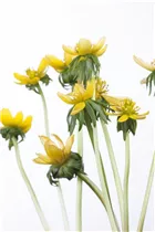 Eranthis hyemalis - Winterling