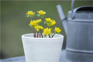 Eranthis hyemalis - Winterling