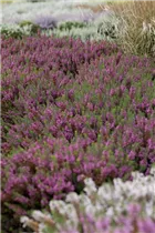 Erica carnea - Schneeheide