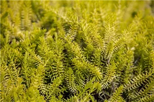 Erica carnea - Schneeheide