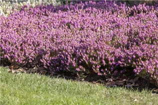 Erica carnea - Schneeheide