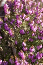 Erica carnea - Schneeheide