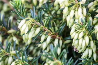 Erica carnea - Schneeheide