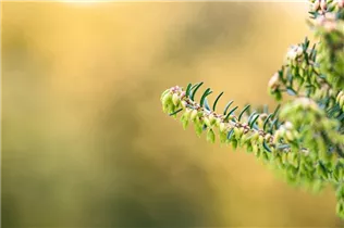 Erica carnea - Schneeheide