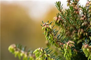 Erica carnea - Schneeheide