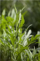 Eruca sativa 'Runway' - Rauke Hybride 'Runway' Eruca sativa 'Runway' - Rauke Hybride 'Runway'