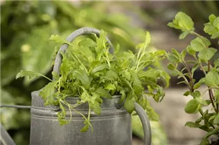 Eruca sativa 'Runway' - Rauke Hybride 'Runway' Eruca sativa 'Runway' - Rauke Hybride 'Runway'