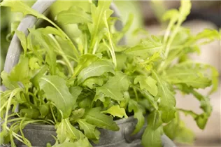 Eruca sativa 'Runway' - Rauke Hybride 'Runway' Eruca sativa 'Runway' - Rauke Hybride 'Runway'