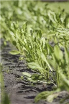 Eruca sativa - Rucola