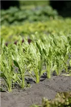 Eruca sativa - Rucola