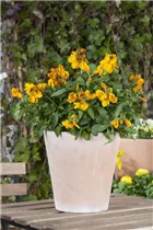 Erysimum cheiri - Goldlack Erysimum cheiri - Goldlack