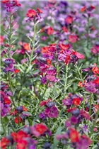 Erysimum cheiri - Goldlack Erysimum cheiri - Goldlack