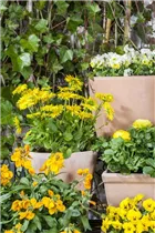 Erysimum cheiri - Goldlack Erysimum cheiri - Goldlack