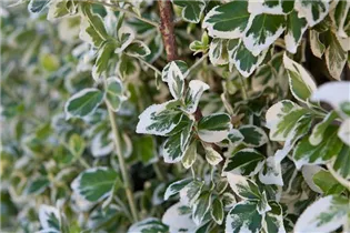 Euonymus fortunei 'Emerald Gaiety' - Weißbunte Kriechspindel 'Emerald Gaiety'