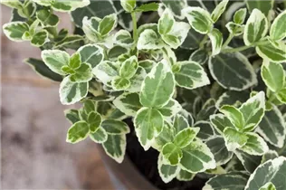 Euonymus fortunei 'Emerald Gaiety' - Weißbunte Kriechspindel 'Emerald Gaiety'