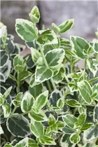 Euonymus fortunei 'Silver Queen' - Weißbunte Kriechspindel 'Silver Queen'