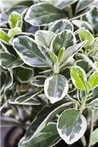 Euonymus japonicus 'Gray Beauty' - Japanspindel 'Gray Beauty'