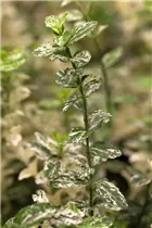 Euonymus fortunei 'Harlequin' - Kriechspindel 'Harlequin'