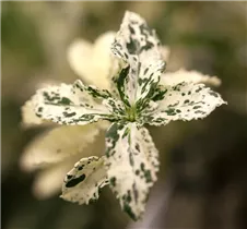 Euonymus fortunei 'Harlequin' - Kriechspindel 'Harlequin'