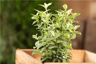 Euonymus fortunei 'Harlequin' - Kriechspindel 'Harlequin'