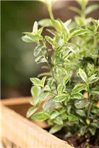 Euonymus fortunei 'Harlequin' - Kriechspindel 'Harlequin'