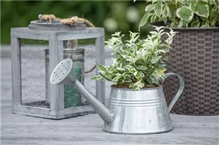 Euonymus fortunei 'Harlequin' - Kriechspindel 'Harlequin'