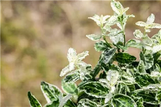 Euonymus fortunei 'Harlequin' - Kriechspindel 'Harlequin'