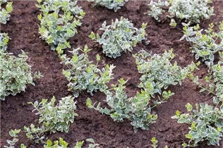 Euonymus japonicus - Immergrüne Japanspindel