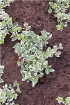 Euonymus japonicus - Immergrüne Japanspindel