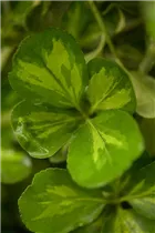 Euonymus japonicus - Immergrüne Japanspindel