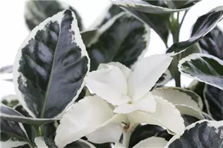 Euonymus japonicus - Immergrüne Japanspindel