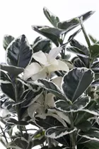 Euonymus japonicus - Immergrüne Japanspindel