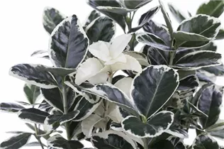 Euonymus japonicus - Immergrüne Japanspindel