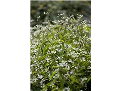 Euphorbia hypericifolia - Euphorbie Euphorbia hypericifolia - Euphorbie