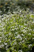 Euphorbia hypericifolia - Euphorbie Euphorbia hypericifolia - Euphorbie