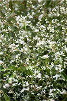 Euphorbia hypericifolia - Euphorbie Euphorbia hypericifolia - Euphorbie