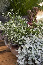 Euphorbia hypericifolia - Euphorbie Euphorbia hypericifolia - Euphorbie