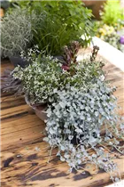 Euphorbia hypericifolia - Euphorbie Euphorbia hypericifolia - Euphorbie