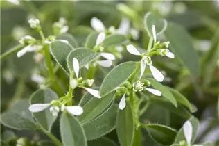 Euphorbia hypericifolia - Euphorbie Euphorbia hypericifolia - Euphorbie