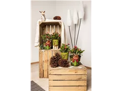 Euphorbia milii - Christusdorn Euphorbia milii - Christusdorn