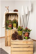 Euphorbia milii - Christusdorn Euphorbia milii - Christusdorn