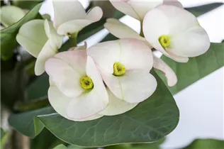 Euphorbia milii - Christusdorn Euphorbia milii - Christusdorn