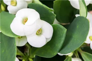 Euphorbia milii - Christusdorn Euphorbia milii - Christusdorn