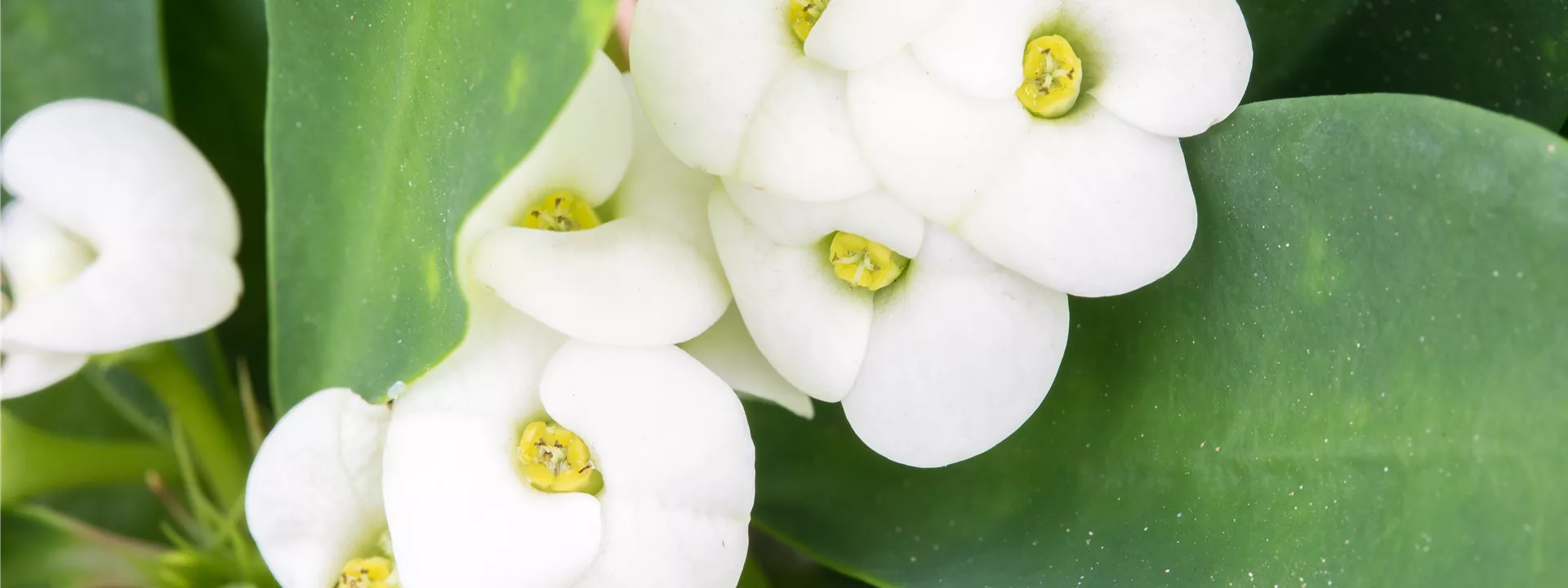 Euphorbia milii Euphorbia milii